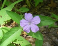 ruellia caroliniensis 1.jpg